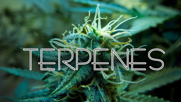 What Are Hemp Terpenes? Buy CBD Hub