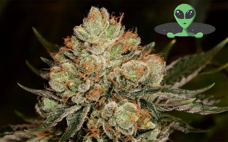 Feel The Supernatural Power of Alien OG Strain