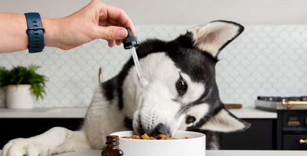 Best CBD For Dogs
