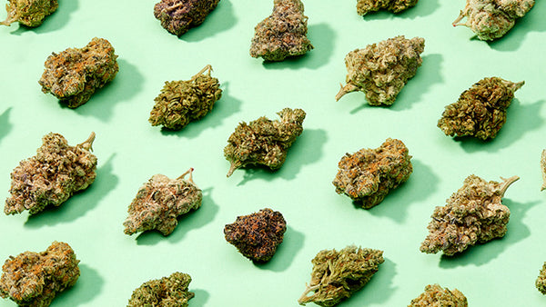 Best Indica Strains