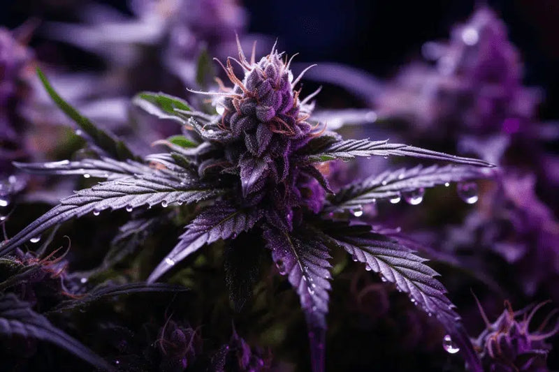Black Diamond Strain