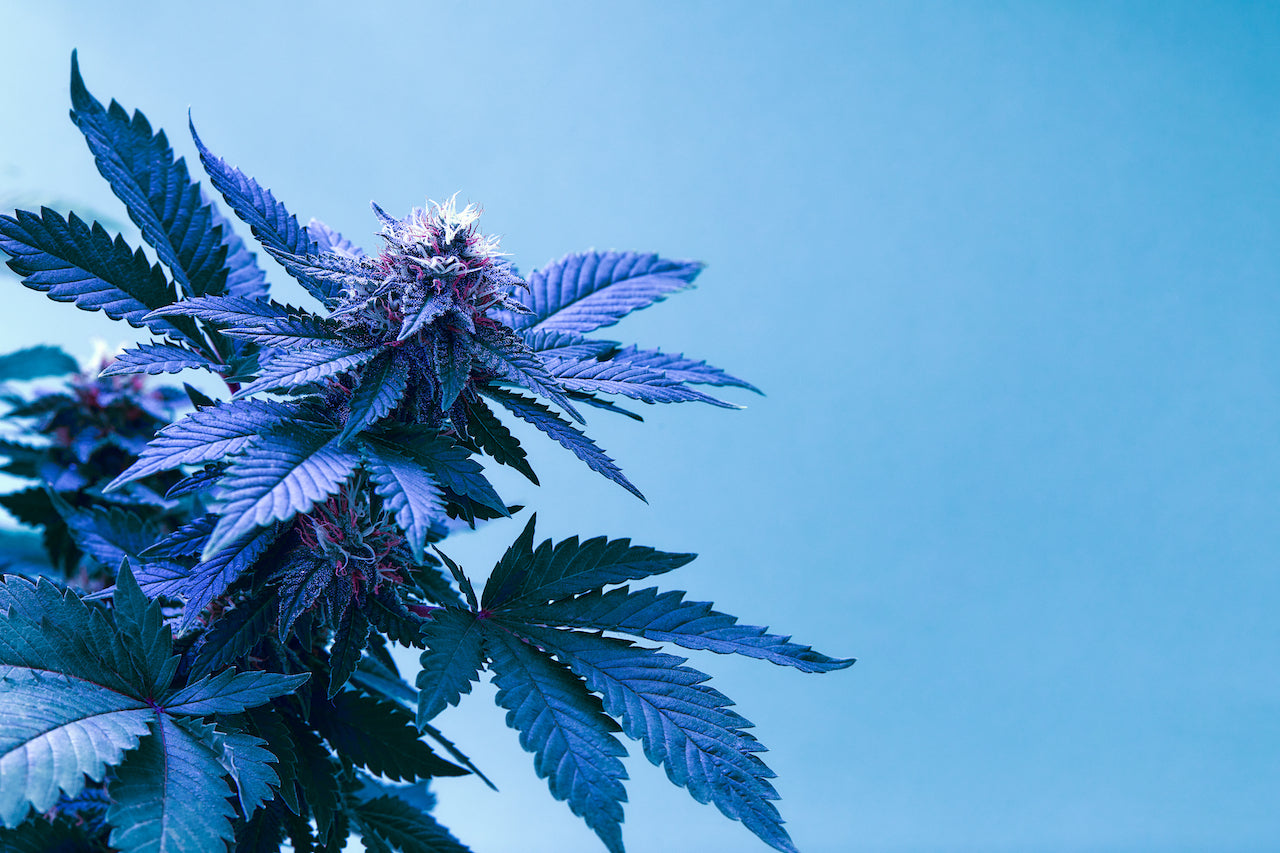 Blue Runtz Strain