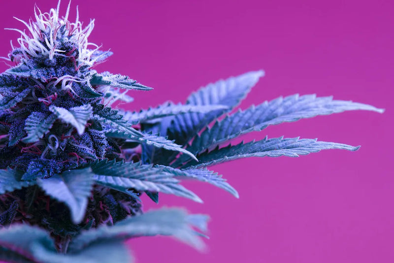 Blueberry Gelato Strain