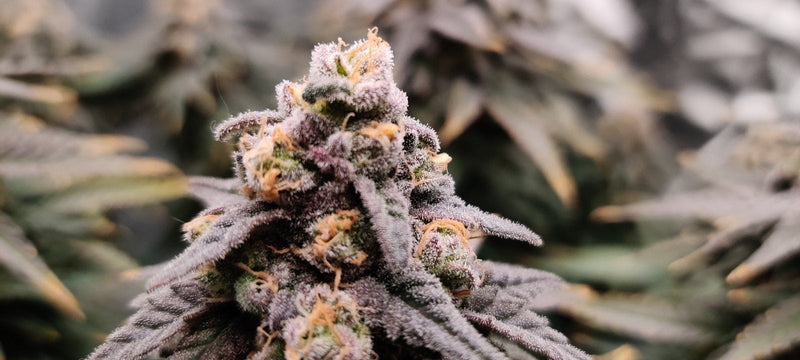 Discover The Green Monster Bruce Banner Strain