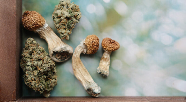 Can You Smoke Shrooms