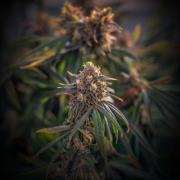Candy Runtz Strain Is The Sweetness You Need