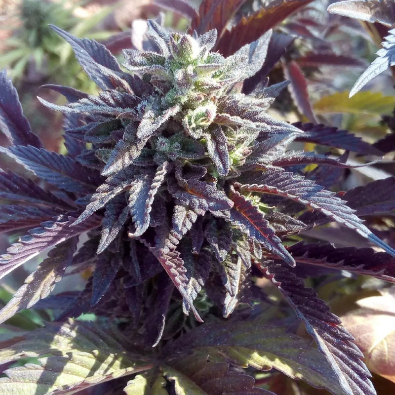 Frostbite Strain