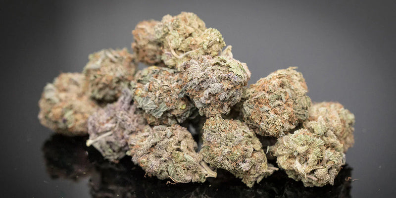 The Tasty Gelato 41 Strain