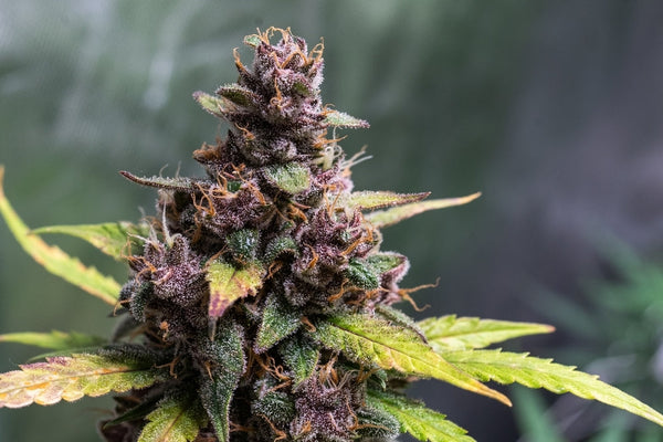 The Lip licking Gelato Strain