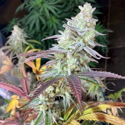 Grape Jelly Strain