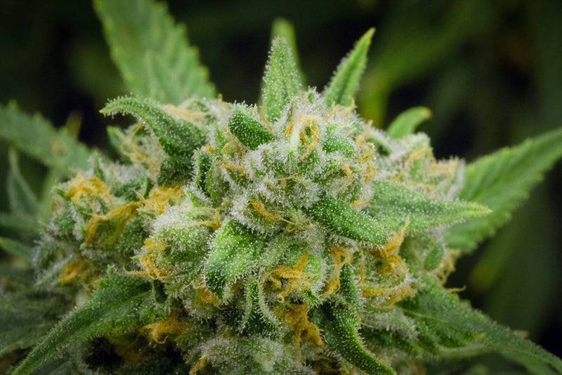 Green Crack Strain