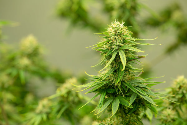 Meet The Green Goblin Strain