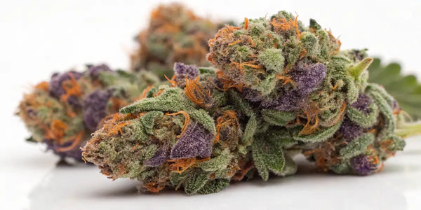 Gushers Strain