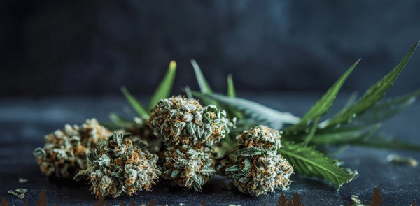 Hippie Crippler Strain