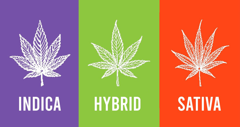 Indica vs Sativa vs Hybrid