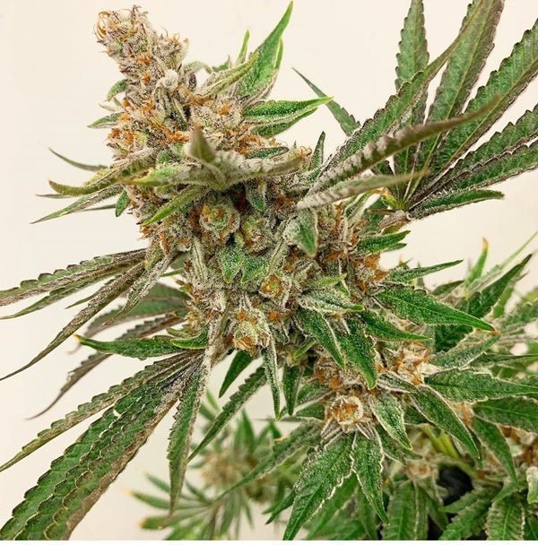 Jungle Fruit Strain