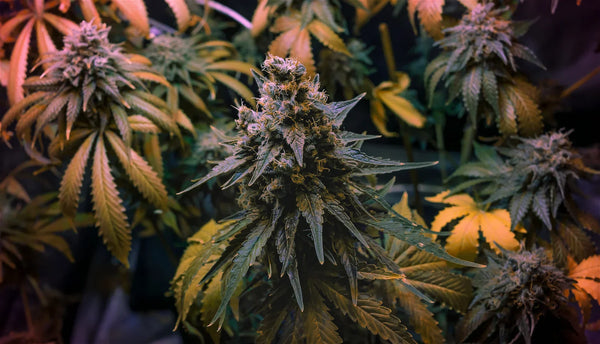 Jupiter OG Strain