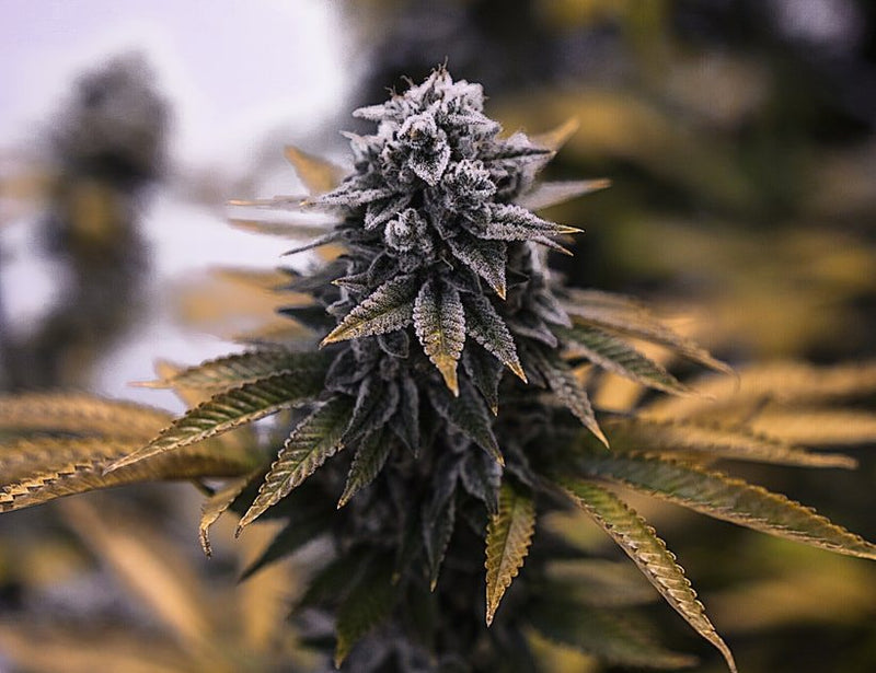 Larry OG Strain