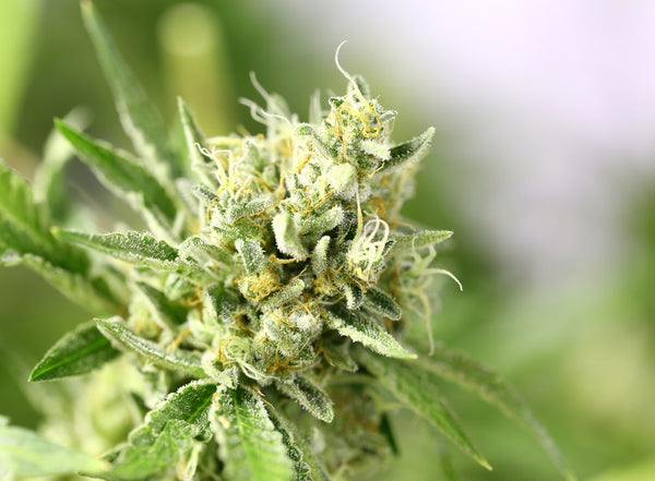 Lemon Meringue Strain