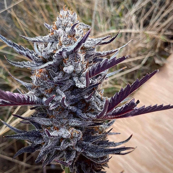 Mac and Cheese Strain