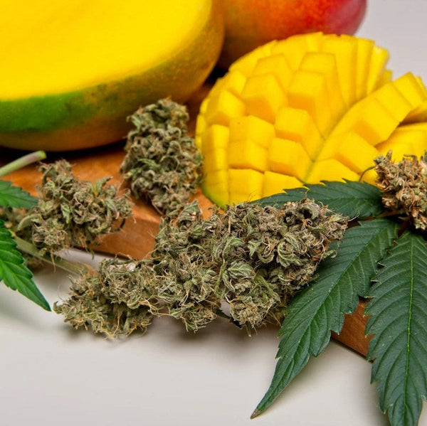 Mango Strain
