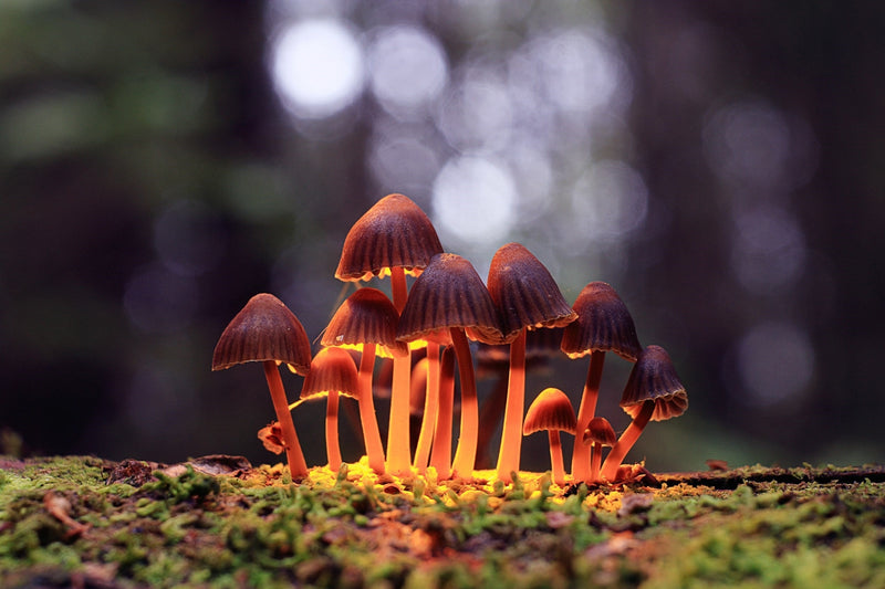 Microdosing Mushrooms