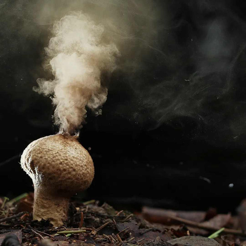 Mushroom Spores and Their Magic