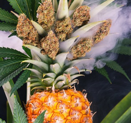 Pineapple Jack Strain