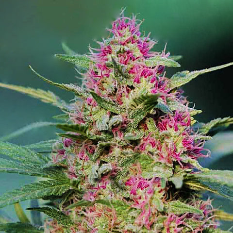 Cannabis Bliss With Pink Rozay Strain