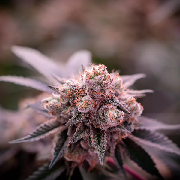 Platinum Cake Strain