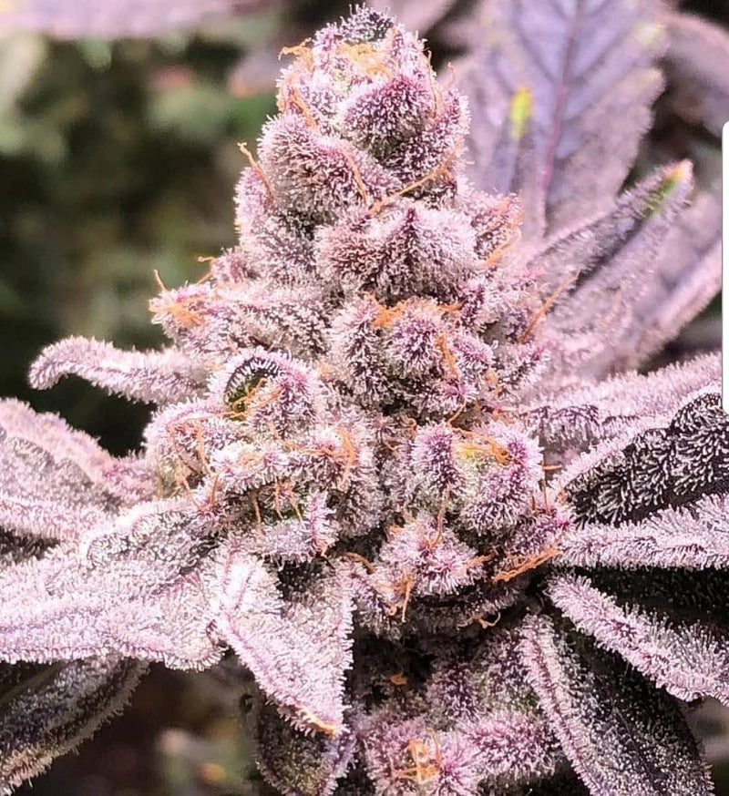 Purple Sunset Will Heighten Your Senses