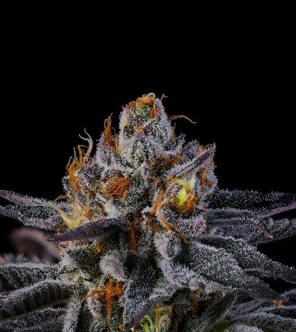 Rainbow Runtz Strain