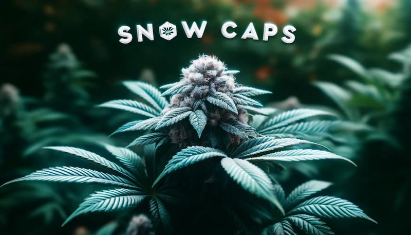 Snow Caps Weed