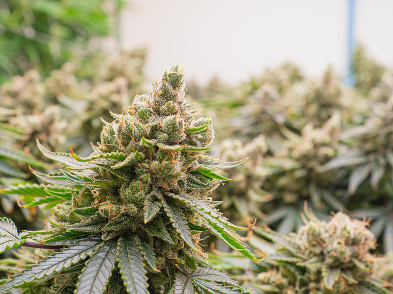 Snowman Strain