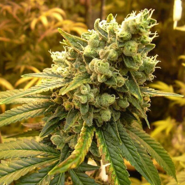 The Pungent Superstar Sour Diesel Strain