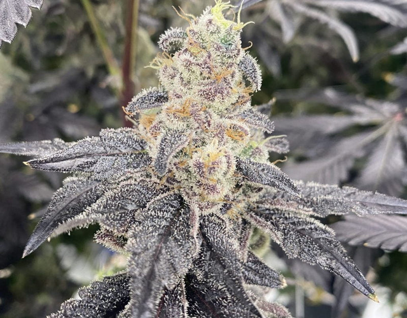 Space Runtz Strain