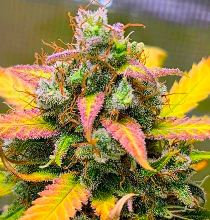 Enjoy The Creamy-Sweetness Of Strawberry Banana Strain