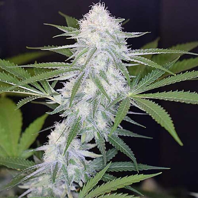 Discover The Super Silver Haze Strain