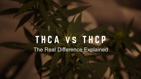 THCP vs THCA: The Real Difference Explained