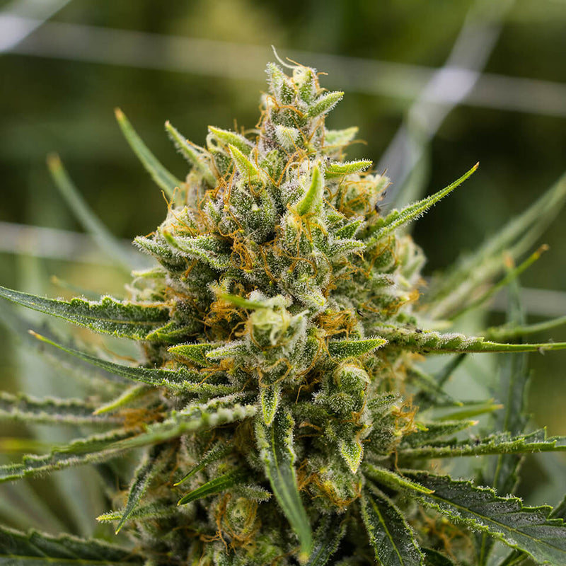 Uplift Your Spirit With Tangie Strain