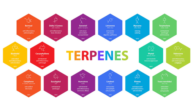 The Ultimate Guide To Terpene Chart