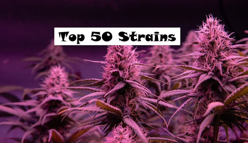 Top 50 Strains