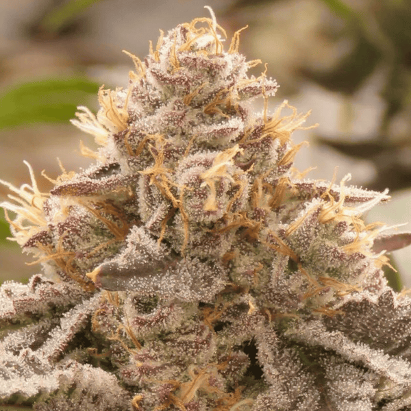 Triple Burger Strain As A Part Of Your Diet
