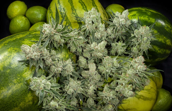 The Juicy Sweet Watermelon Strain