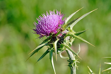 Weed with Purple Flowers