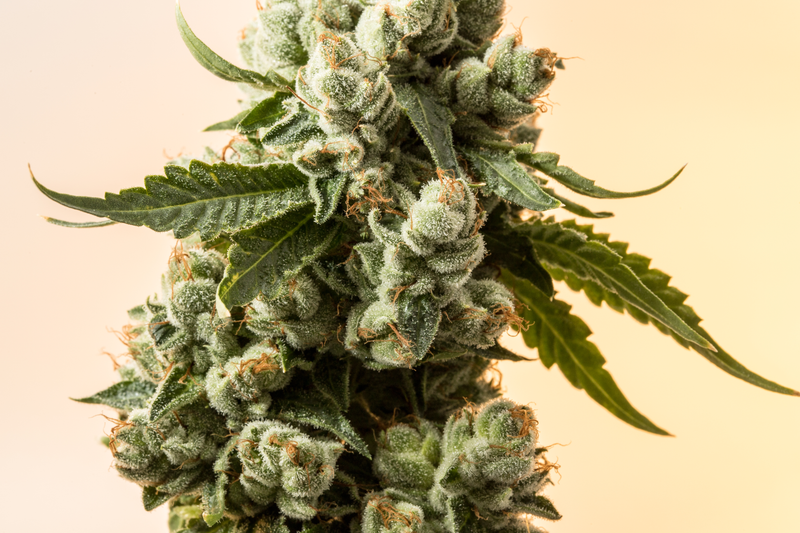 Zaza Weed
