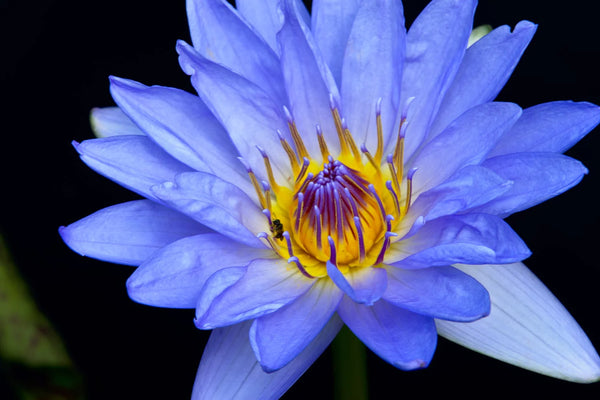What is Blue Lotus