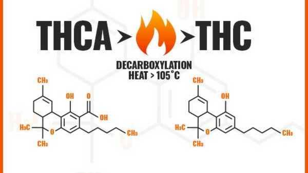 What is THC-A?