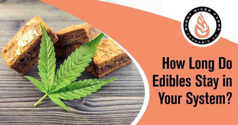  How Long Do Edibles Stay in Your System