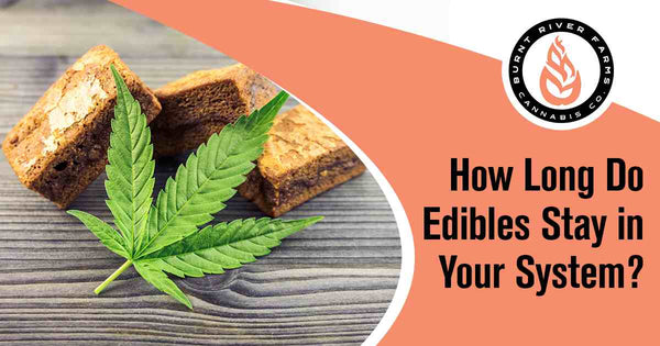  How Long Do Edibles Stay in Your System